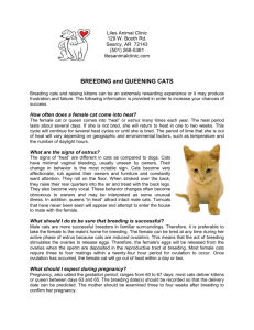 BREEDING and QUEENING CATS