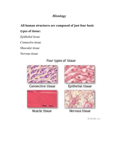 Histology All human structures are composed of just four basic types