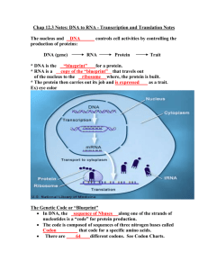 DNA to RNA - Transcription and Translation Notes