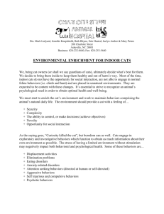 Environmental Enrichment for Indoor Cats