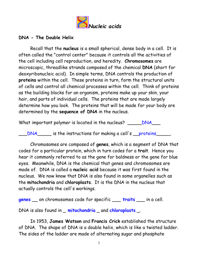 Dna The Double Helix Worksheet