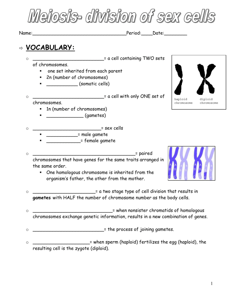 Meiosis Notes Packet Within Meiosis Matching Worksheet Answer Key