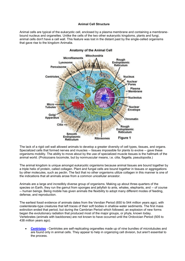 Animal Cell Organelles Peroxisomes : Peroxisomes Oxidation Centre