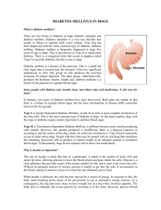 DIABETES MELLITUS IN DOGS