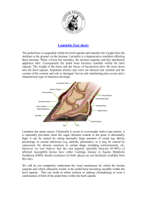 Laminitis - The Acorns Equine Clinic