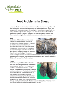 Sheep Foot Problems