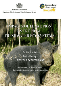 Impacts of feral pigs on tropical freshwater ecosystems (DOC