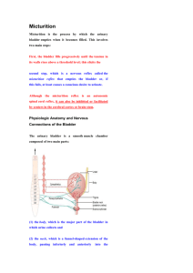Urine formation 6 Micturition