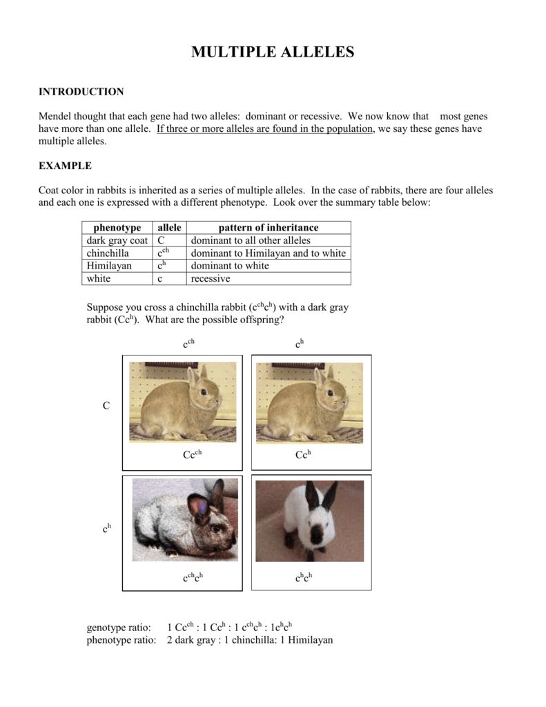 in-rabbits-coat-color-is-determined-by-one-gene-with-at-least-4-different-alleles-the-table