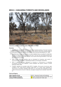 Casuarina Forests and Woodlands