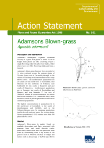 Adamsons Blown-grass (Agrostis adamsonii) accessible