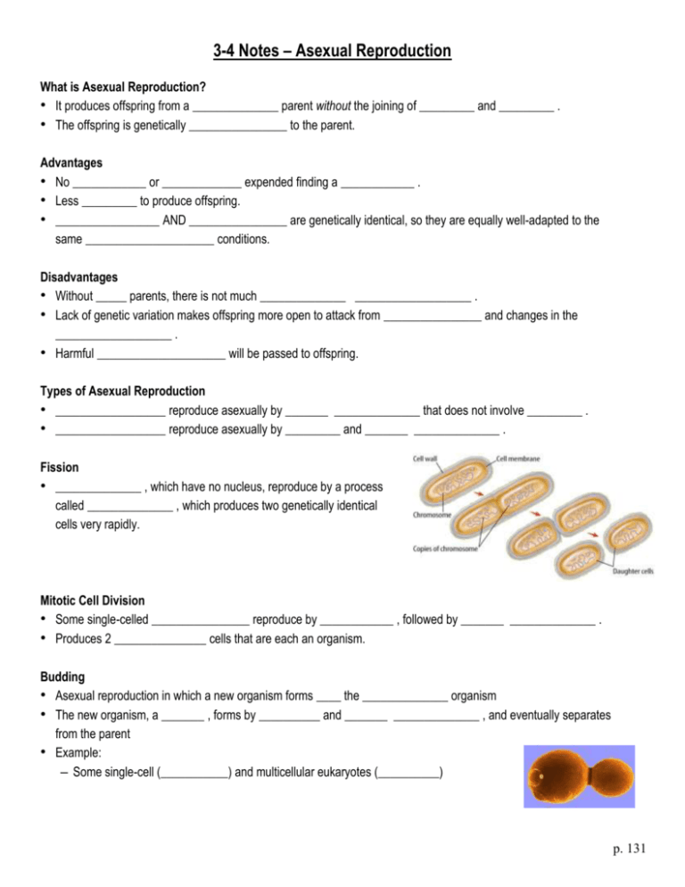 Notes Asexual Reproduction Chapter 3 Lesson 4 
