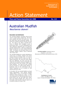 Australian Mudfish (Neochanna cleaveri) accessible
