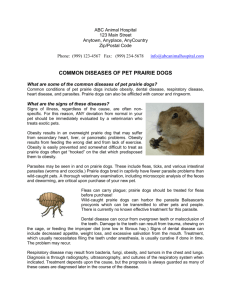 common diseases of pet prairie dogs