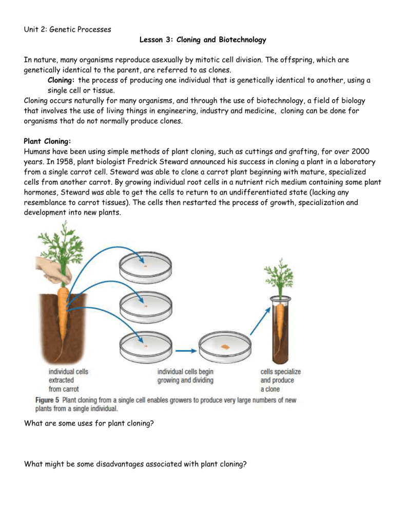 plant cloning process