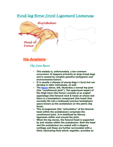 Hind leg Bone-Joint-Ligament Lameness