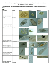 Taxonomic key for protist and micro