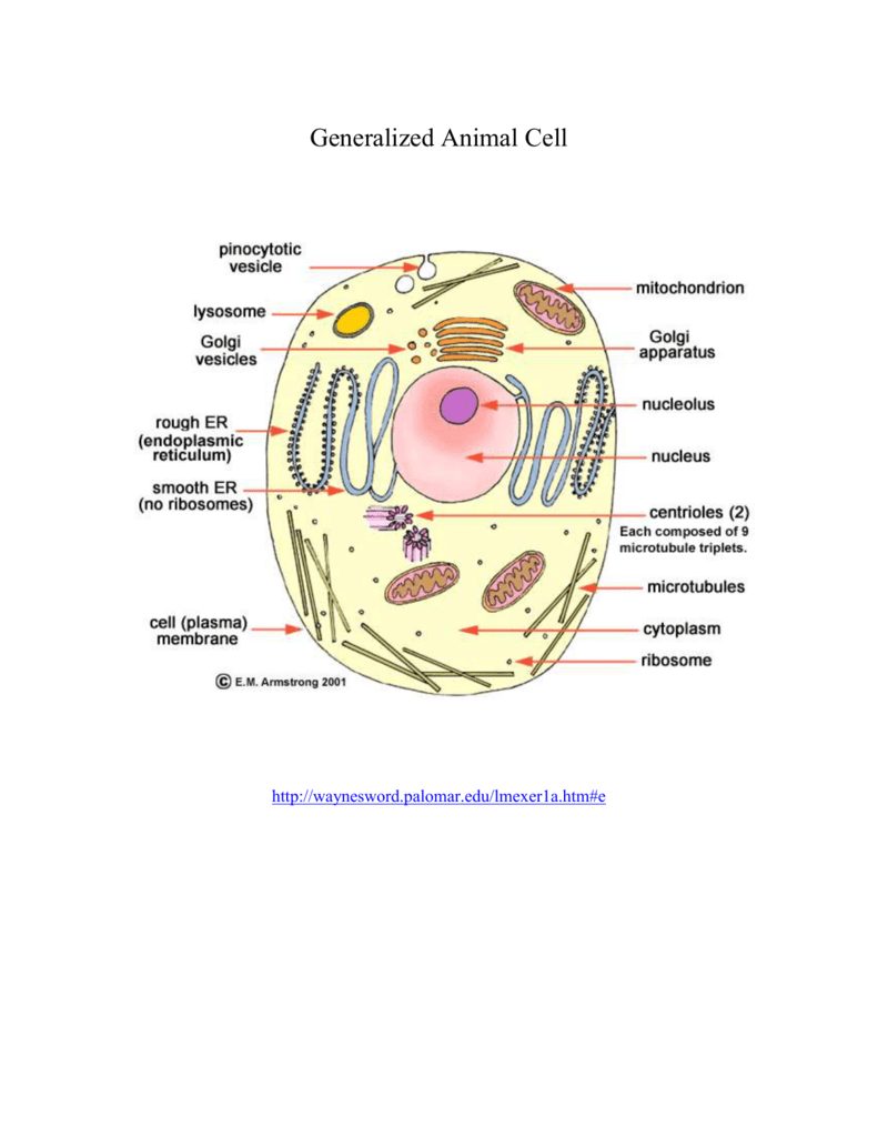 Generalized Animal Cell