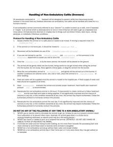 Handling Non-Ambulatory Cattle