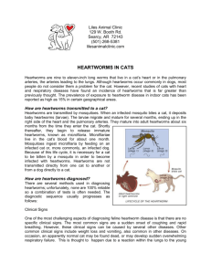 HEARTWORMS IN CATS - Liles Animal Clinic