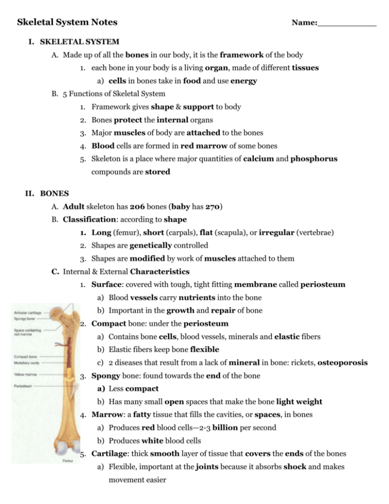 Skeletal System Notes