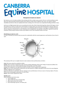 Management of Equine Eye Injuries