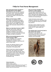 FAQ`s for Feral Horse Management