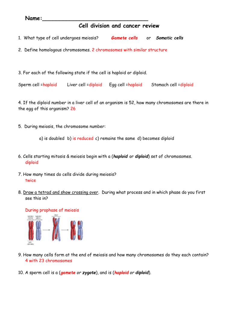 Meiosis Review Worksheet
