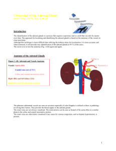 Ultrasound of the Adrenal glands