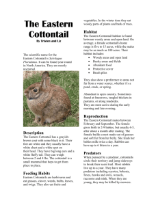 The Eastern Cottontail