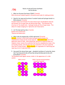 Nucleic Acids and Protein Synthesis Review