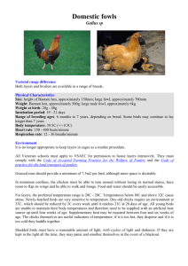 Domestic fowls - Department of Education and Early Childhood