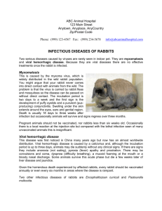 Rabbits-infectious Disease
