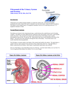 Ultrasound Of The Urinary System And Prostate