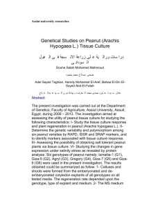 Assiut university researches Genetical Studies on Peanut (Arachis