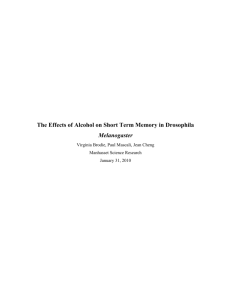 The Effects of Alcohol on Short Term Memory in Drosophila