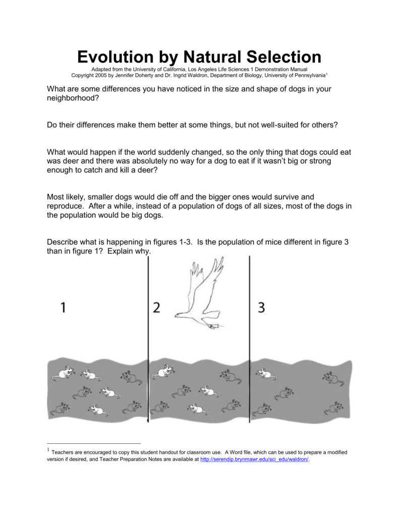 Evolution by Natural Selection Throughout Evolution And Natural Selection Worksheet