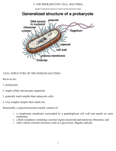 2- THE PROKARYOTIC CELL: BACTERIA CELL STRUCTURE OF