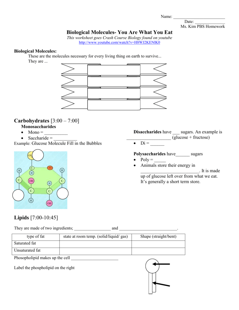 Biological Molecules You Are What You Eat Homework Assignment For Biological Molecules Worksheet Answers