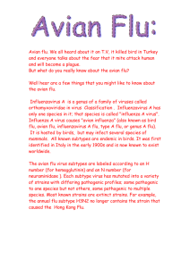 Avian flu. We all heard about it on T.V, it killed bird in Turkey