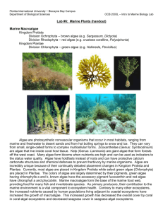 Marine Plants - FIU Faculty Websites