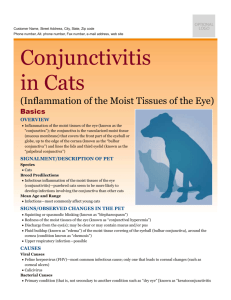 conjunctivitis_in_cats