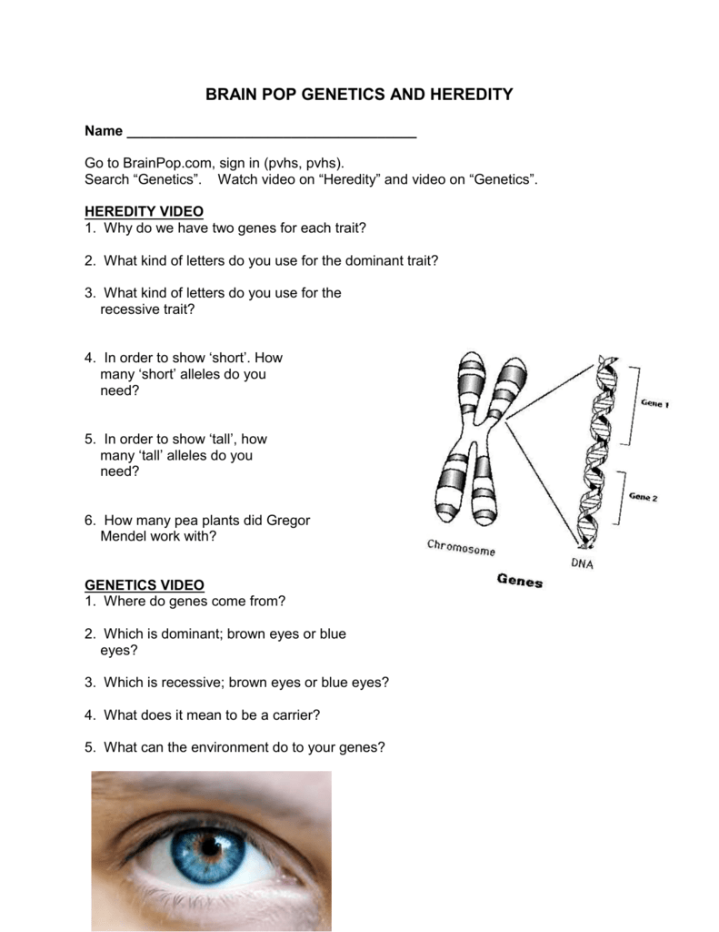 Spongebob Genetics Quiz Answer Key Punnett Square Practice Problems Worksheet Answers 