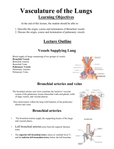 Vasculature of the Lungs
