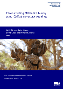 Reconstructing mallee fire history using Callitris verrucosa tree rings