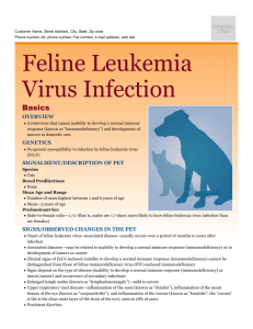 feline_leukemia_virus_infection