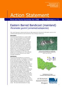 Eastern Barred Bandicoot (Perameles gunnii) accessible