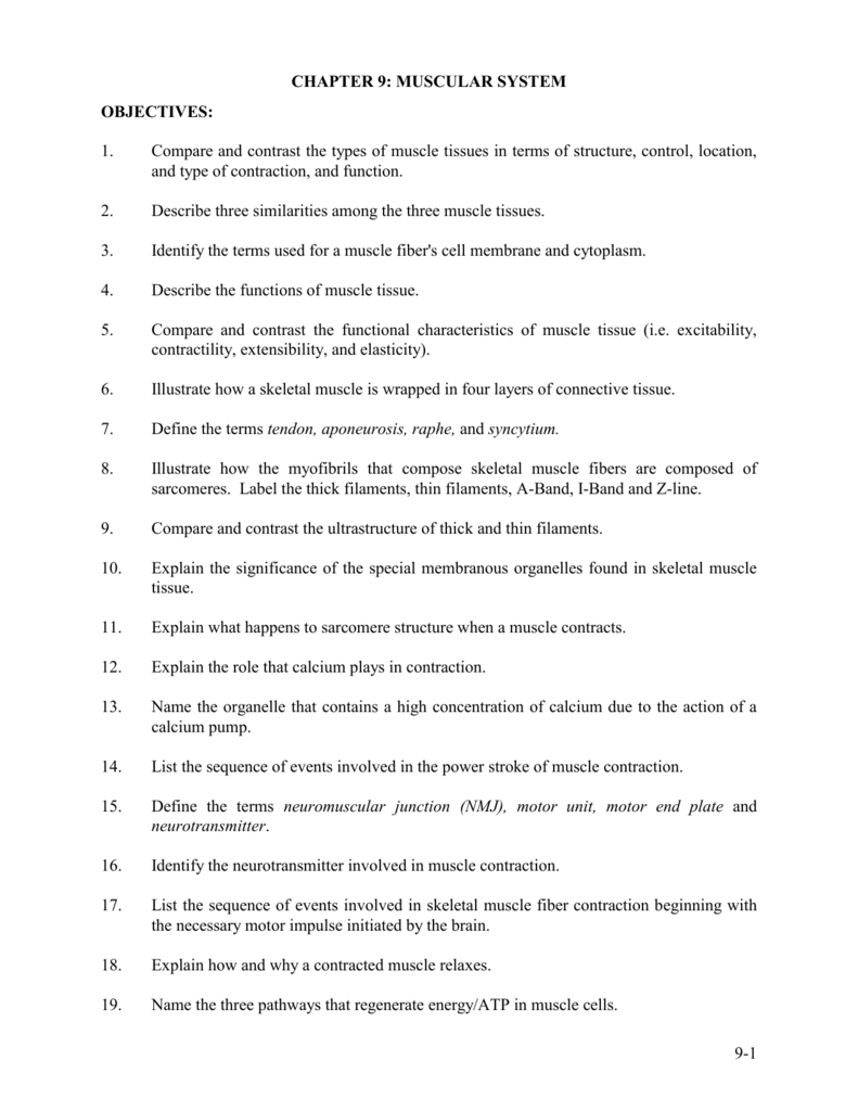 Chapter 9 Muscles And Muscle Tissue Study Guide Answers Study Poster