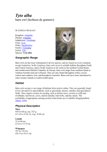 Tyto alba barn owl (lechuza de granero)