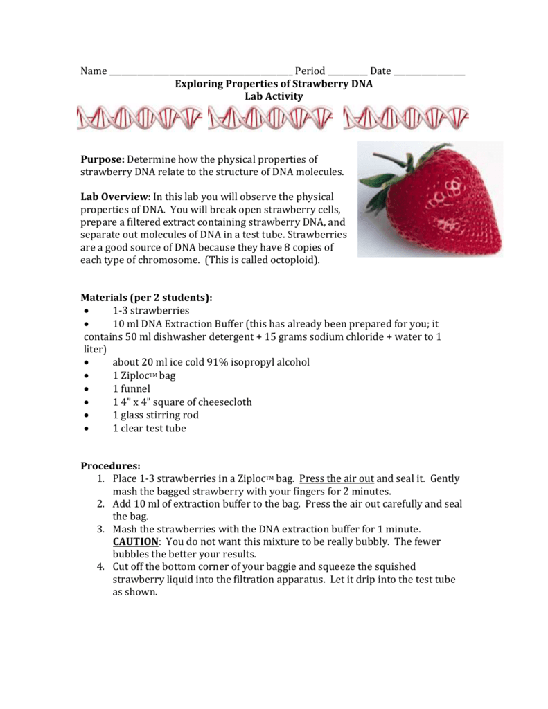 Lab: Strawberry DNA Extraction For Strawberry Dna  Extraction Lab Worksheet